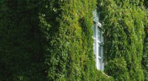 Instalación y Montaje de Jardines Verticales en Tarragona, Vila-seca, Salou, Cambrils y Reus